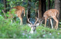 parambikulam_wild_life