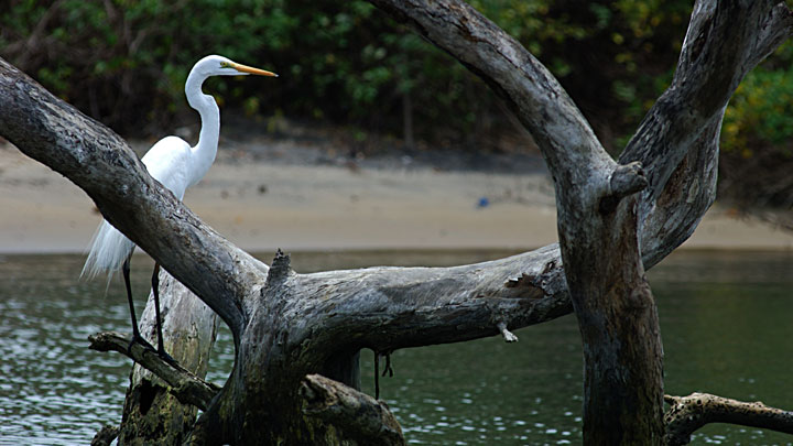 kadalundi_bird_sanctuary