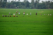 kuttanad