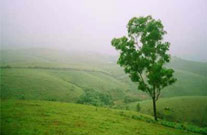 vagamon