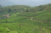 wayanad_hillstation